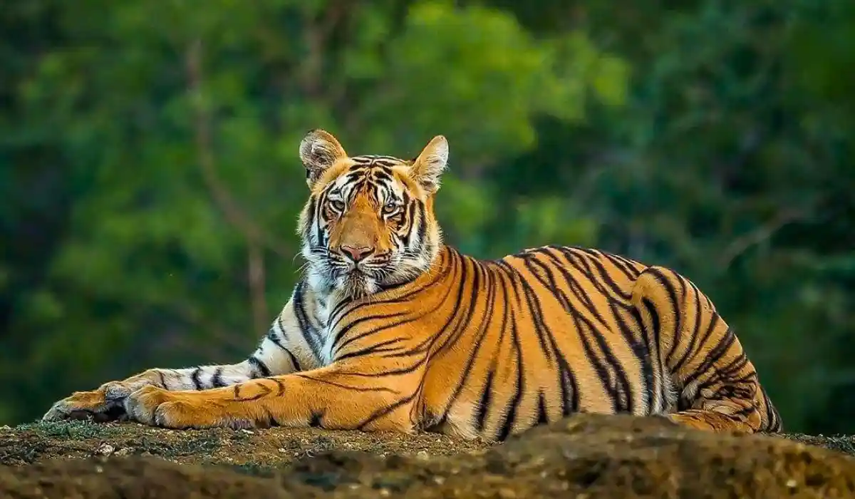 Bengal tiger at Chilla canal road Rajaji