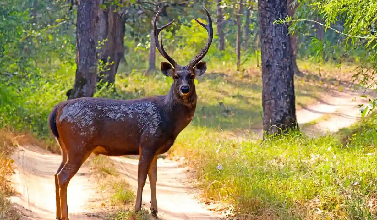 Barasingha Swamp Deer Jhilmil Jheel Rajaji National Park Uttarakhand
