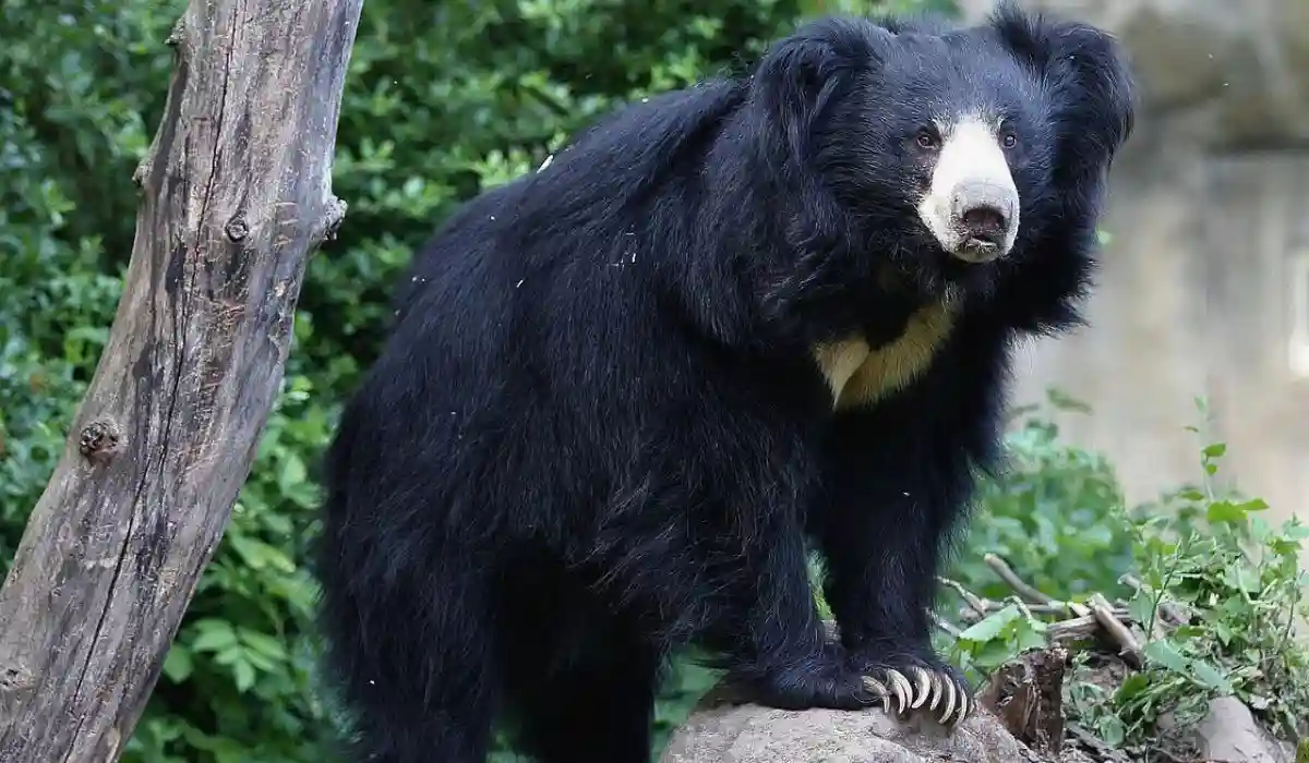 sloth bear rajaji national park