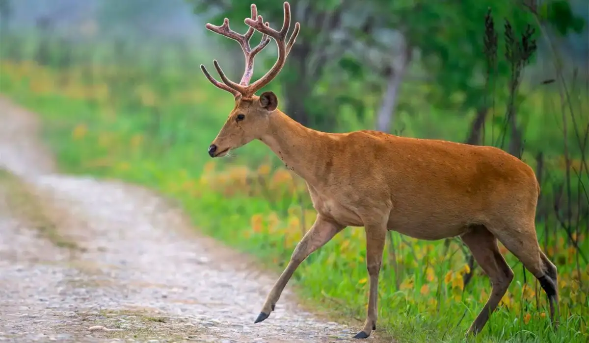 Swamp deer Barasingha Jhilmil Jheel Rajaji